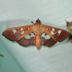 Phostria oajacalis