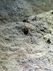 Tomocerinae