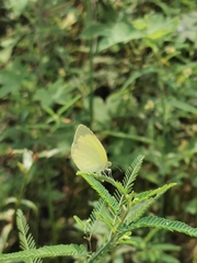 Eurema mandarina
