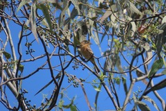 Empidonax fulvifrons