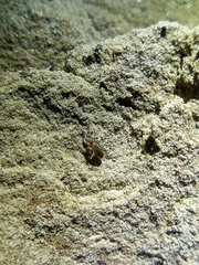 Tomocerinae