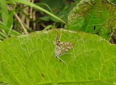 Elophila nymphaeata