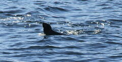 Otariidae