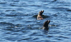 Otariidae