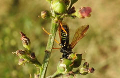Tenthredo scrophulariae