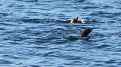 Otariidae