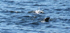 Otariidae