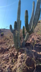 Stenocereus thurberi