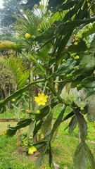 Brasiliopuntia brasiliensis