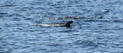 Otariidae
