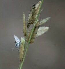 Burnsius communis