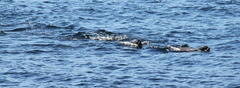 Otariidae