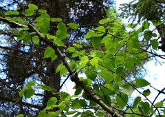 Betula cordifolia
