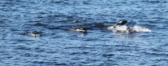 Otariidae