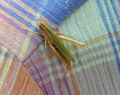 Chorthippus albomarginatus