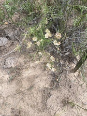 Psilostrophe tagetina