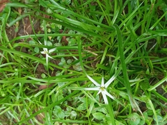 Rhynchospora colorata