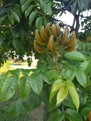 Spathodea campanulata