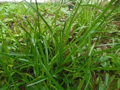 Rhynchospora colorata