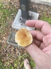Gyroporus