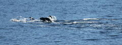 Otariidae