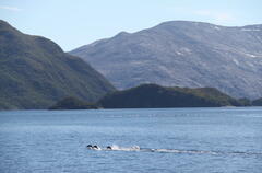 Otariidae