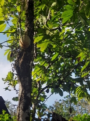Theobroma cacao