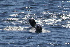 Otariidae