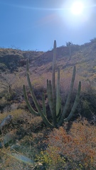 Stenocereus thurberi