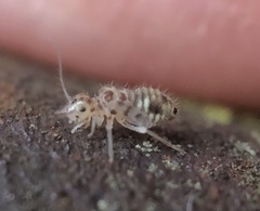 Teliapsocus conterminus