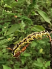 Helicoverpa armigera