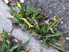 Podosphaera plantaginis