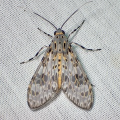 Eucereon myrina