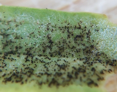 Podosphaera plantaginis