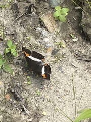 Adelpha corcyra collina