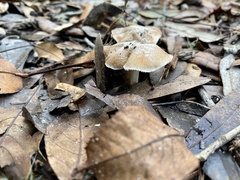 Tubaria furfuracea