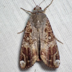 Magusa divaricata