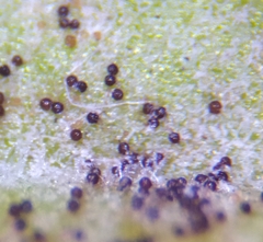 Podosphaera plantaginis