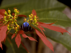 Astraptes fulgerator