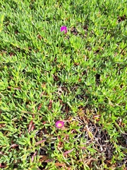 Carpobrotus rossii