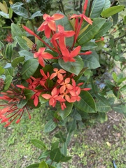 Ixora coccinea
