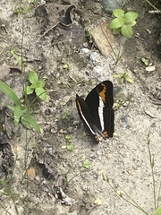 Adelpha corcyra collina