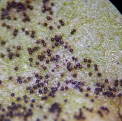 Podosphaera plantaginis