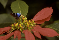 Astraptes fulgerator