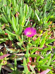Carpobrotus rossii
