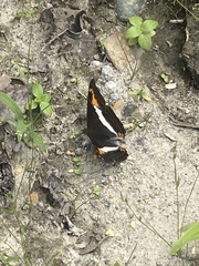 Adelpha corcyra collina