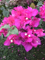 Bougainvillea glabra