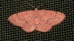 Semaeopus orbistigma