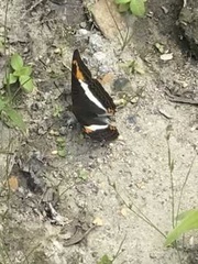 Adelpha corcyra collina