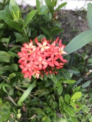 Ixora coccinea